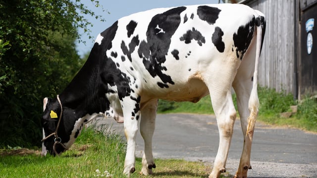 10,000gns at HighHopes-Halcyon Dispersal Sale