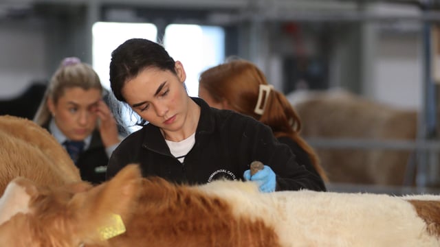 Ulster beef and lamb championships raise weight limits for 2026