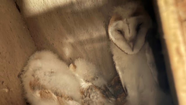 Fermanagh sees rare ‘bounty’ of barn owl chicks