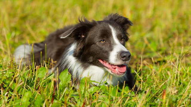 Study to investigate farm dog spread of life-endangering parasite