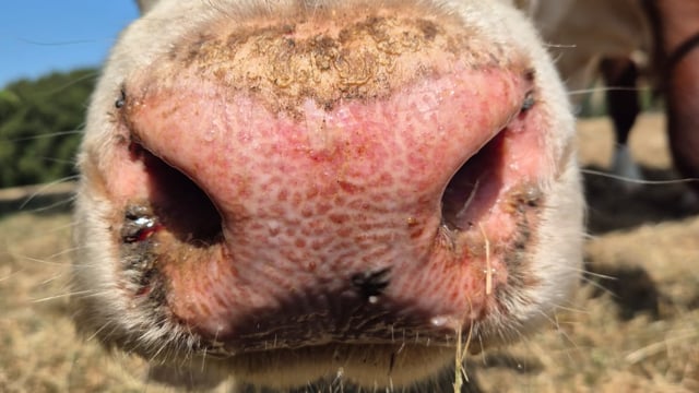 ‘Vaccination is the only way to deal with BTV-3’ – UK chief vet
