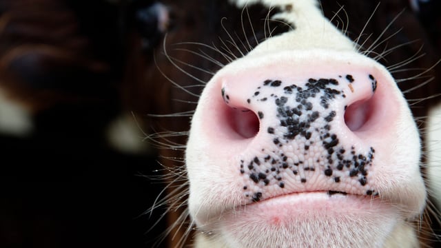 Bluetongue cases jump to 493 in UK in current season