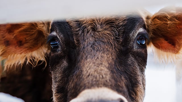 ‘Urgent’ work to bring additional BTV vaccines into UK amid outbreak