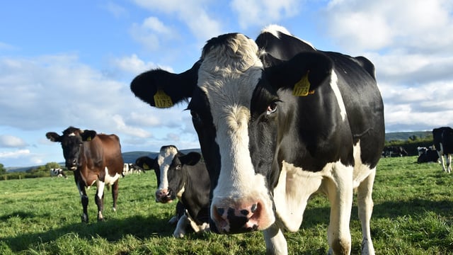 Wales extends TB trials as pilots prove successful