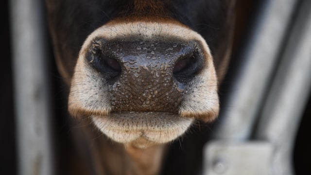 270 bluetongue cases confirmed in UK in current season – Defra