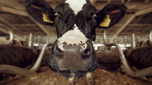Scottish farmers on alert as first bluetongue case confirmed