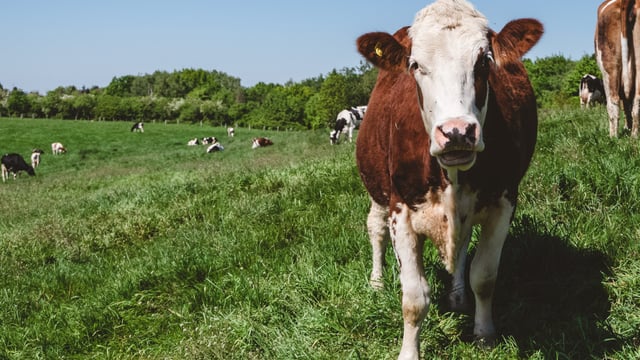 BSE rears its head in a cow in Scotland