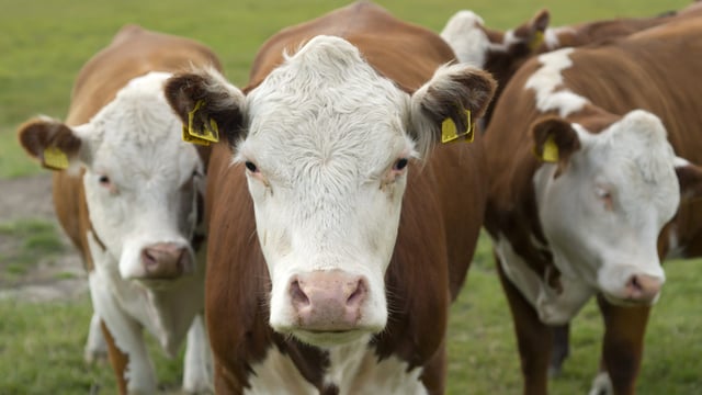 Has selective breeding hit diversity in traditional cattle breeds?
