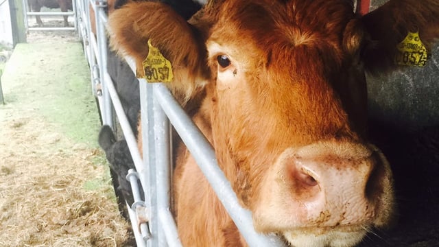 Over 99% of cattle in Northern Ireland now BVD negative