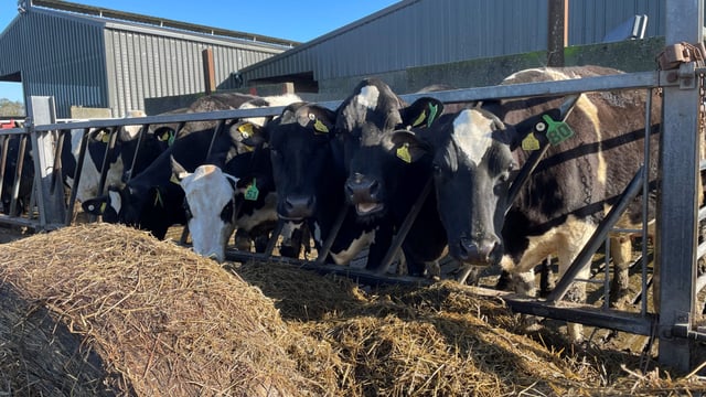 Adapting dry-cow care for autumn calving amid drought