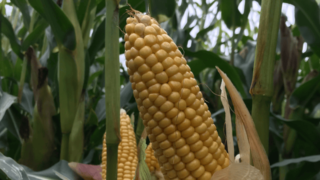 Forage maize yields of up to 18t/ac projected for mid-Ulster