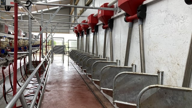 Save on feed costs by calibrating dairy parlour feeders