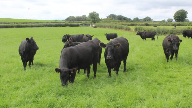 Aberdeen-Angus breeders go back to their roots