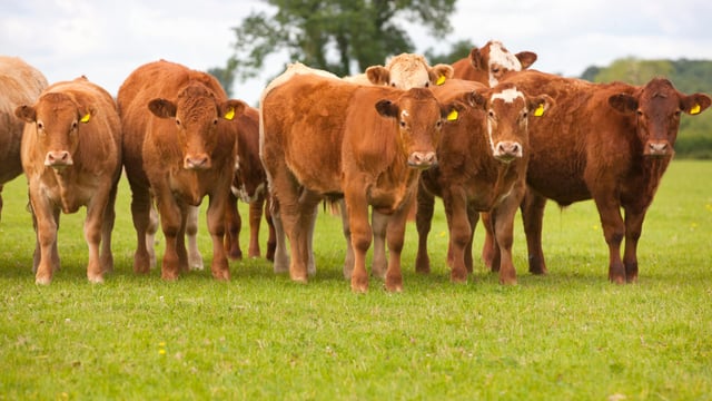 US meat giant to restructure beef strategy amid ‘historic’ cattle shortage