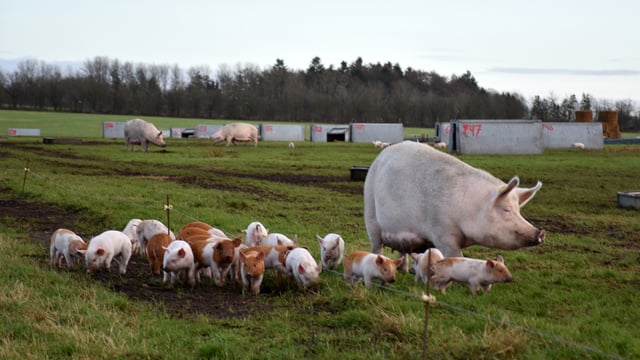 Danish farmers face uncertainty as agriculture ministry abolished