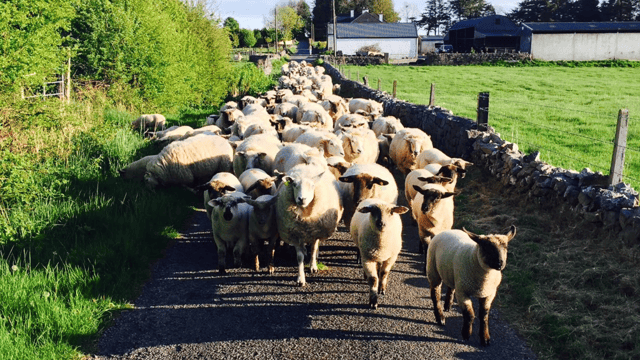 Sheep producers warned to ‘remain vigilant’ for signs of sheep scab