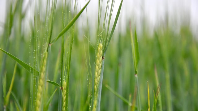 AHDB launches new Barley Yellow Dwarf Virus management tool