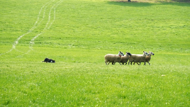 Watch: Irish sheepdogs get put through their paces in Tyrone