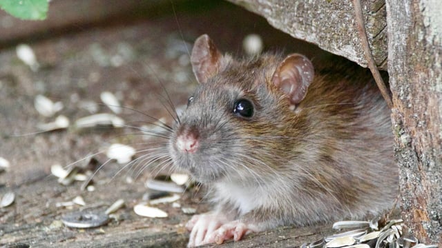Drought and early harvest could push rodents indoors sooner