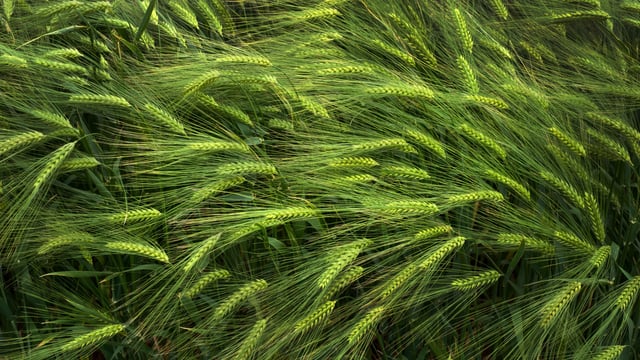 The impact of drought on crop mineral deficiencies