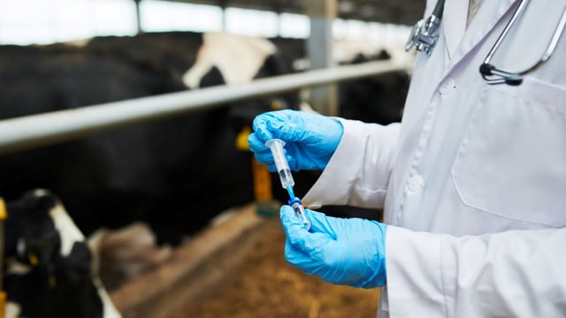 More BTV vaccine doses to enter UK soon as cases rise