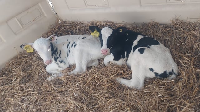 Pneumonia detected in calves without symptoms via lung scans