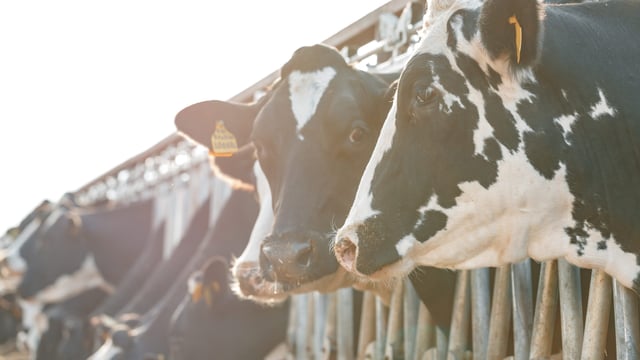 EU milk supply ‘better than expected’ given drought conditions