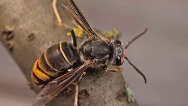 DAERA issues appeal for public vigilance on Asian hornets