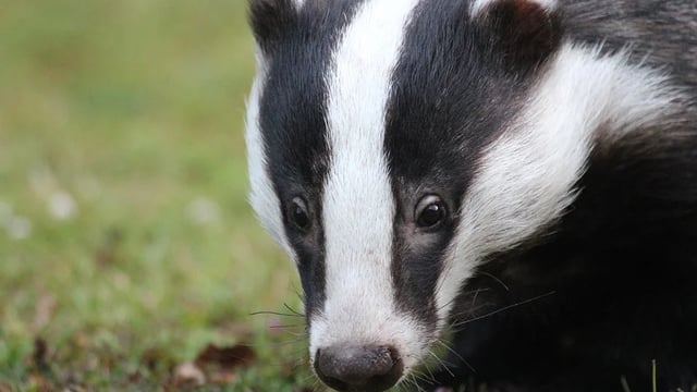 Wildlife cannot be addressed ‘in isolation’ to cattle controls in bTB fight