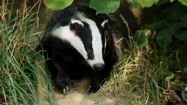 PSNI probes potential badger-baiting in Co. Derry