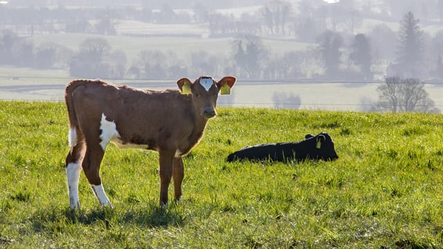 Voluntary EID tags available for NI cattle from next week