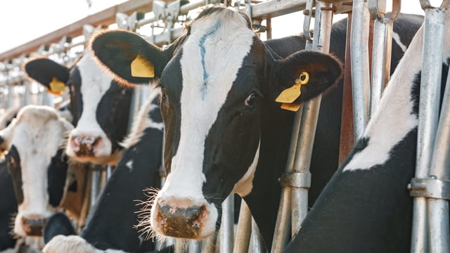 GB milking herd sees biggest decline in 5 years