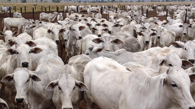 Brazil beef exports hit record value and volumes in first 6 months