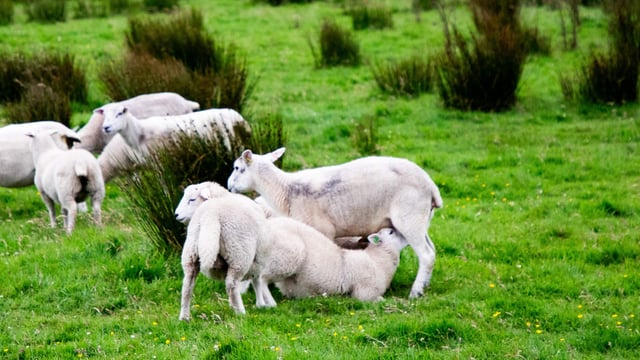 The key role of sheep within hill farming systems
