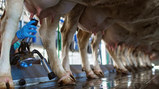European milk price rise continues into July as butter market improves