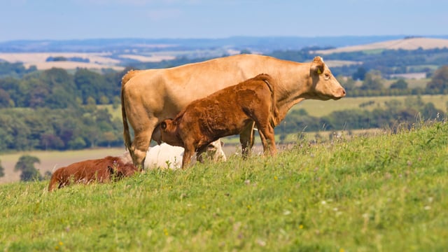 Irish cattle prices under pressure as GB gap widens