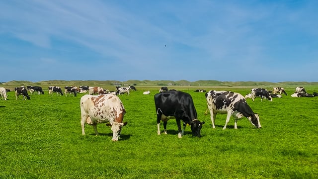 Emerging Shamonda virus detected in Jersey cattle
