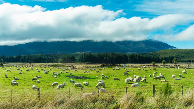 NZ sheep and beef farmers face tight margins despite strong prices