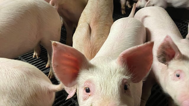Can finisher pigs thrive on 0.35% phosphorus rations?
