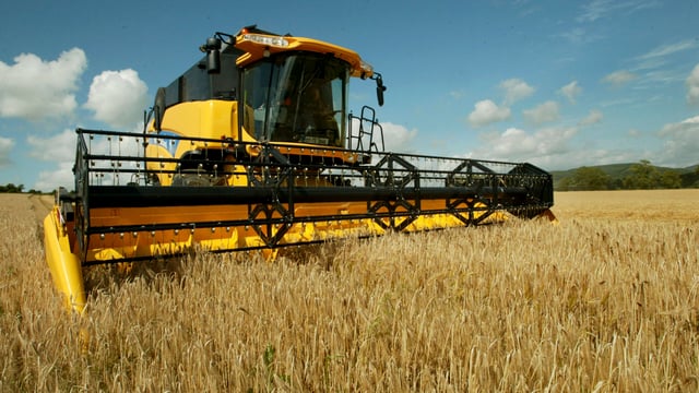 Wheat prices fall amid hopes of peace in Black Sea
