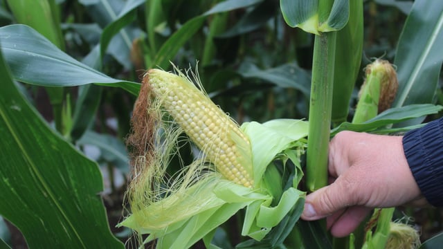 When is the optimal time to harvest forage maize?