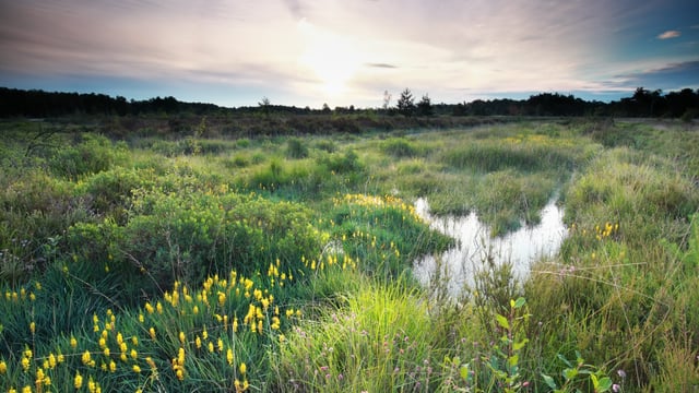 Report warns NI ‘off track’ on nature protection targets