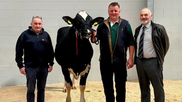 Autumn bull sale tops out at 7,500gns