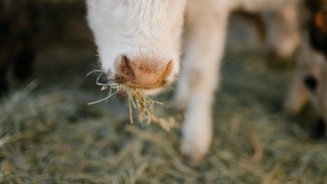New cases of bluetongue found in Wexford, Wicklow and Kildare