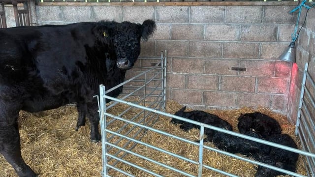 Galloway cow defies the odds with four live calves
