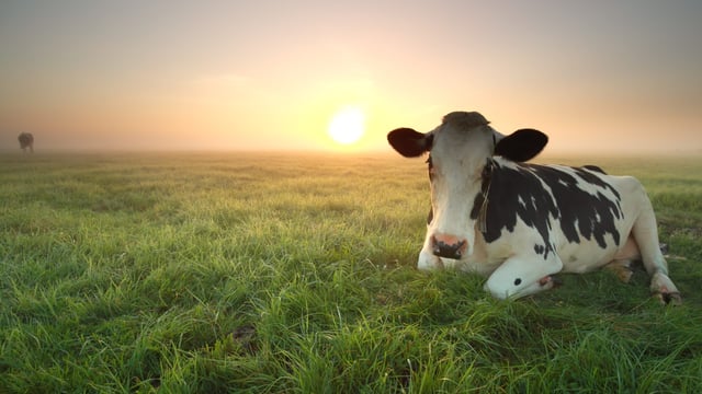 Almost 2,500 potential bluetongue cases under investigation in UK