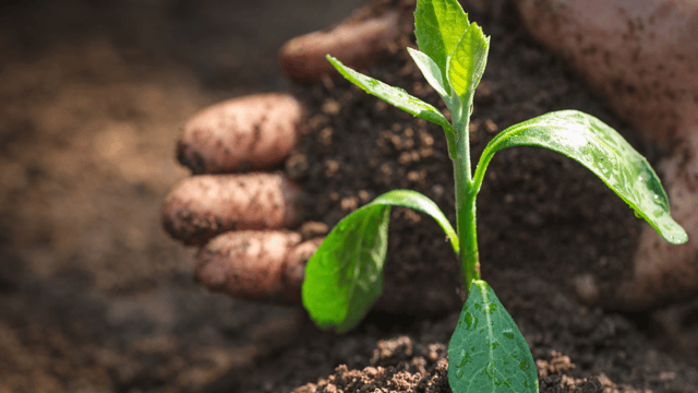 Farmers returning to their roots through revived farming practices