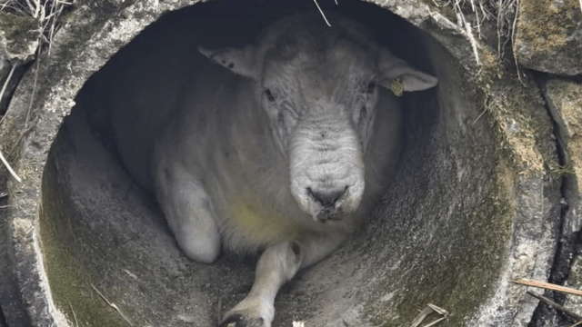 Fire crew in England rescues ram from concrete pipe