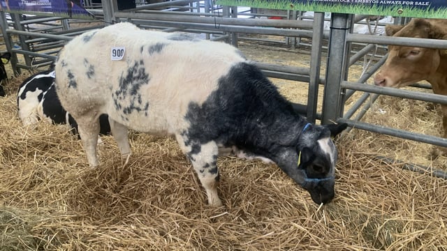 Large turnout for first Ballymena suckler calf show/sale of season