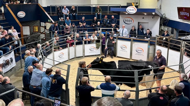 5,800gns paid at Barledziew Holstein dispersal sale